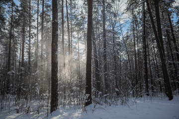 Sunlight shining through the snowfall in pine forest. Clear blue sky in the background