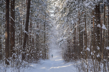 Road in snowy pine forest on sunny winter day. Wind blowing snow from the trees on the road. Unrecognizable people on the road. 