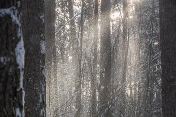 Heavy blizzard snowing among the tree trunks in the pine forest. Sun shining through the snow