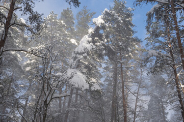 Heavy blizzard snowing from top of the trees in the pine forest. Clear blue sky in the background