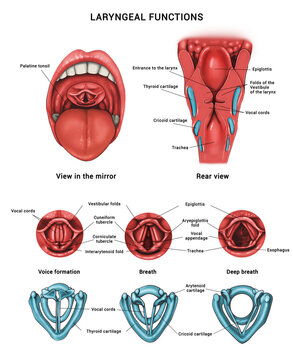 Laryngeal functions. Anatomy of the pharynx and larynx