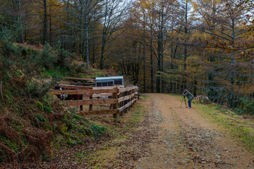 Photo in a forest in autumn passes a dirt road, from one side a photographer points his camera at a tripod to a fence of wooden boards to take pictures of some horses that are locked up
