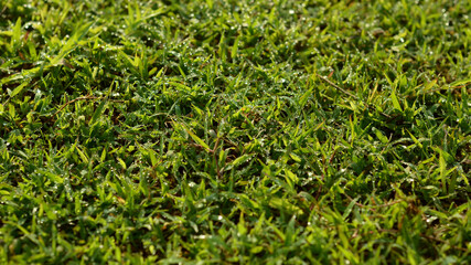 green grass background