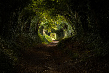Tree Tunnel