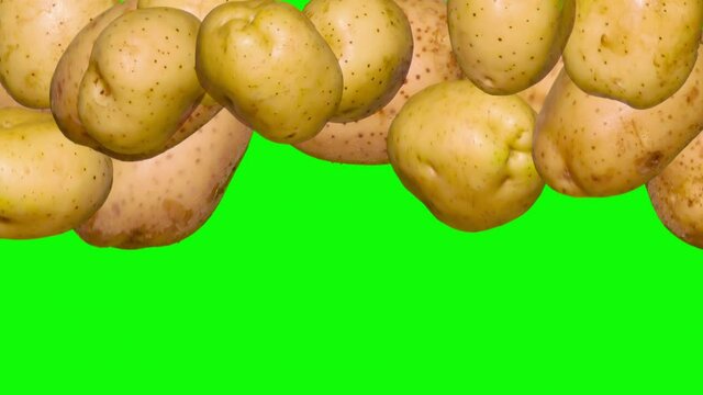 Washed Potatoes in a Jump on Chroma Key. Three variants of freshly washed potato tubers flying up and slowly falling on a green background. Slow Motion