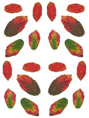 arrangement of multicolor autumn leaves of Parrothia persica bush isolated