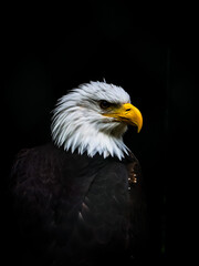 american bald eagle