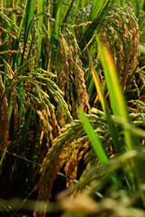 rice plants that have turned yellow are ready to harvest
