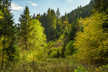 Fototapeta na wymiar Wald Natur