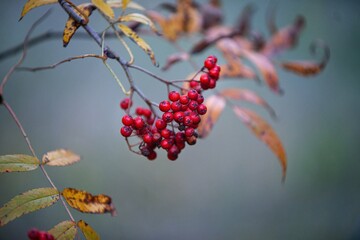 red berries on a tree