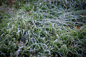 naturaleza en otoño con arboles y hojas