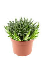 Succulent aloe houseplant in container isolated on white