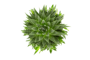 Succulent aloe houseplant in flower pot isolated on white