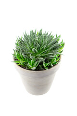 Succulent aloe houseplant with green thorny leaves in flower pot isolated on white