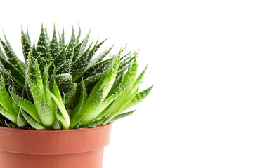 Succulent aloe houseplant in flower pot isolated on white