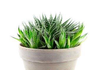 Succulent aloe houseplant with green thorny leaves in flower pot isolated on white