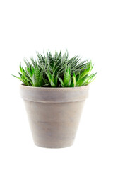 Succulent aloe houseplant with green thorny leaves in flower pot isolated on white