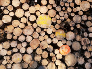 Gestapeltes Brennholz für den Winter mit Kennzeichnung im Herbst bei Sonnenschein in Oerlinghausen...