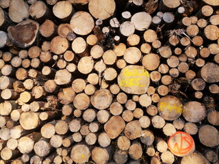 Frisch geschlagenes Holz mit Kennzeichnung als Brennholz für den Winter am Waldrand in...