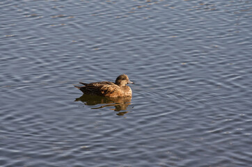 An American Wigeon in the Water