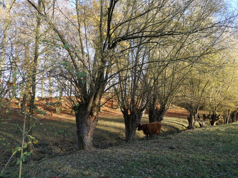 Alte B&auml;ume im Herbst an einer Weide am Gr&uuml;tebach am Barkhauser Weg in Oerlinghausen bei Bielefeld im Teutoburger Wald in Ostwestfalen-Lippe