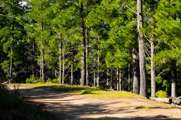 Dirt track through a Pine Forest Plantationin