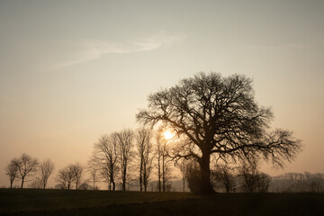 Fototapeta premium Silhouette of a bare tree as natural burial concept