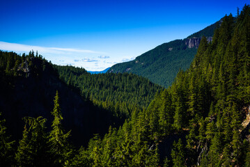 Oregon pine tree forest