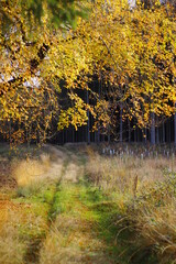 autumn in the forest