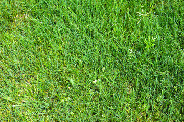 Green grass backround. Fragment of golf lawn. Copyspace
