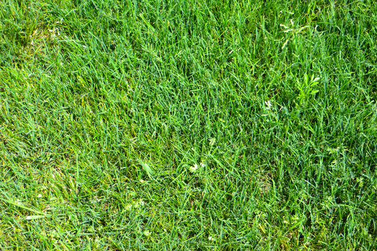 Green grass backround. Fragment of golf lawn. Copyspace