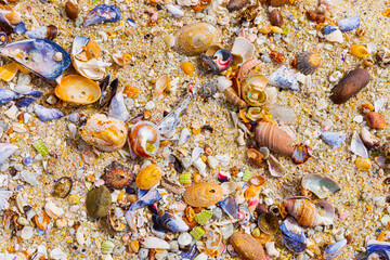 Overhead view of washed up and broken sea shells on sandy beach