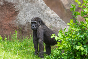 Gorilla - Portrait of an adult monkey in its natural habitat.