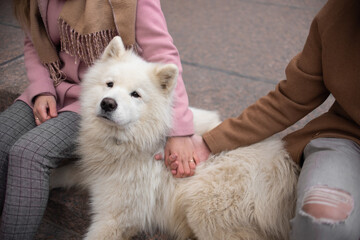 a couple in love a guy and a girl are walking in the parks of a beautiful city in autumn in November with a friend of a white fluffy big dog