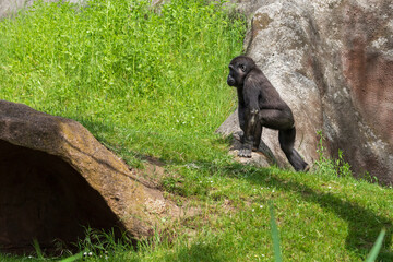 Gorilla - Portrait of an adult monkey in its natural habitat.