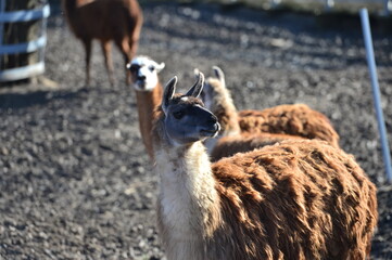 llamas in the pen