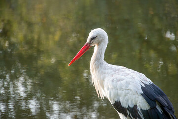 Ein Weißstorch im Portrait von der Seite vor einem See