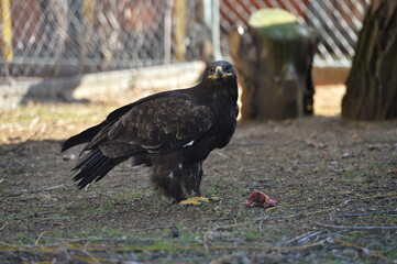steppe eagle