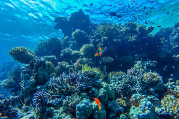Naklejka na ściany i meble colorful coral reef and bright fish