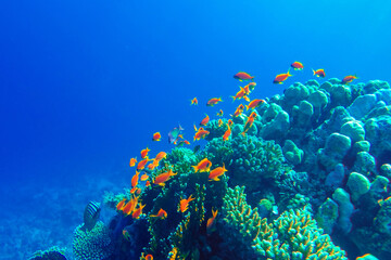 Fototapeta na wymiar colorful coral reef and bright fish
