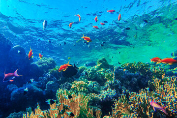 Obraz na płótnie Canvas colorful coral reef and bright fish