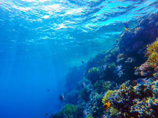 Obraz premium colorful coral reef and bright fish