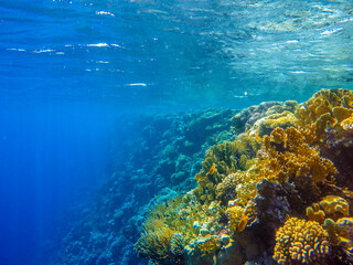 colorful coral reef and bright fish