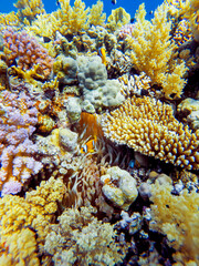 colorful corals and exotic fishes at the bottom of the red sea. beautiful natural summer background