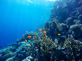 Plakat colorful coral reef and bright fish