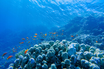 colorful coral reef and bright fish