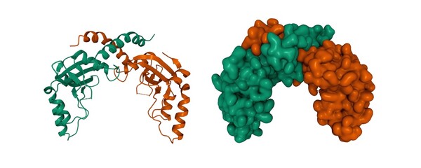 Crystal structure of PvuII endonuclease, 3D cartoon and Gaussian surface models, chain id color scheme, PDB 1pvu, white background