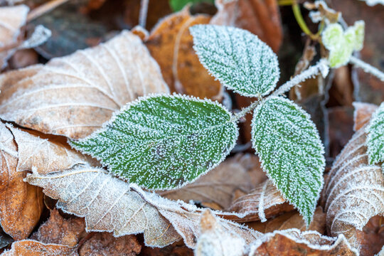 Brombeerblatt mit Frost am Waldboden im Winter