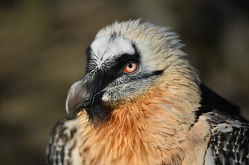 the bearded bird