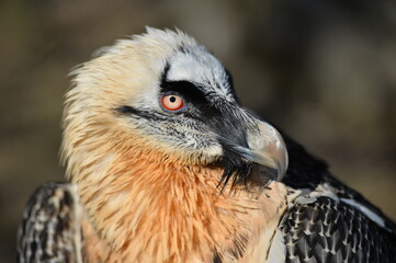the bearded bird